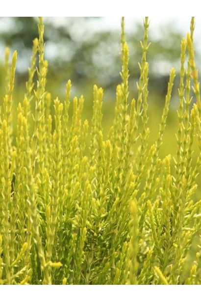 Золотистая хвоя Туя Фрэнки Бой